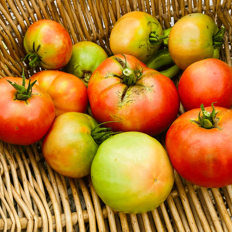 Red and green tomatoes in a basket
