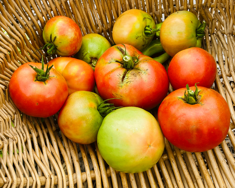 Homegrown tomatoes in a basket