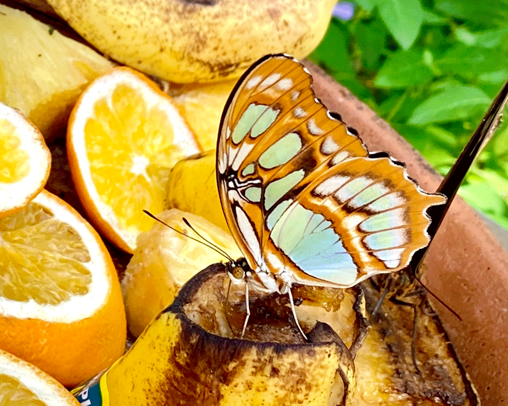 Blue chipper butterfly on orange slices