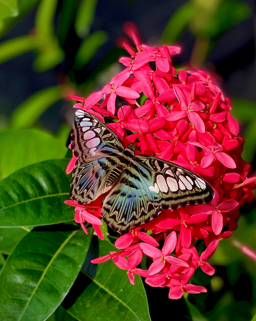 Blue clipper butterfly on ixora