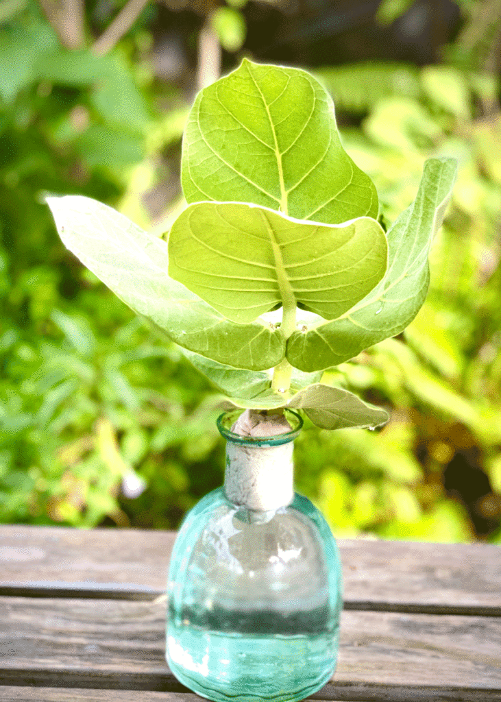 Tropical milkweed leaf in a bottle