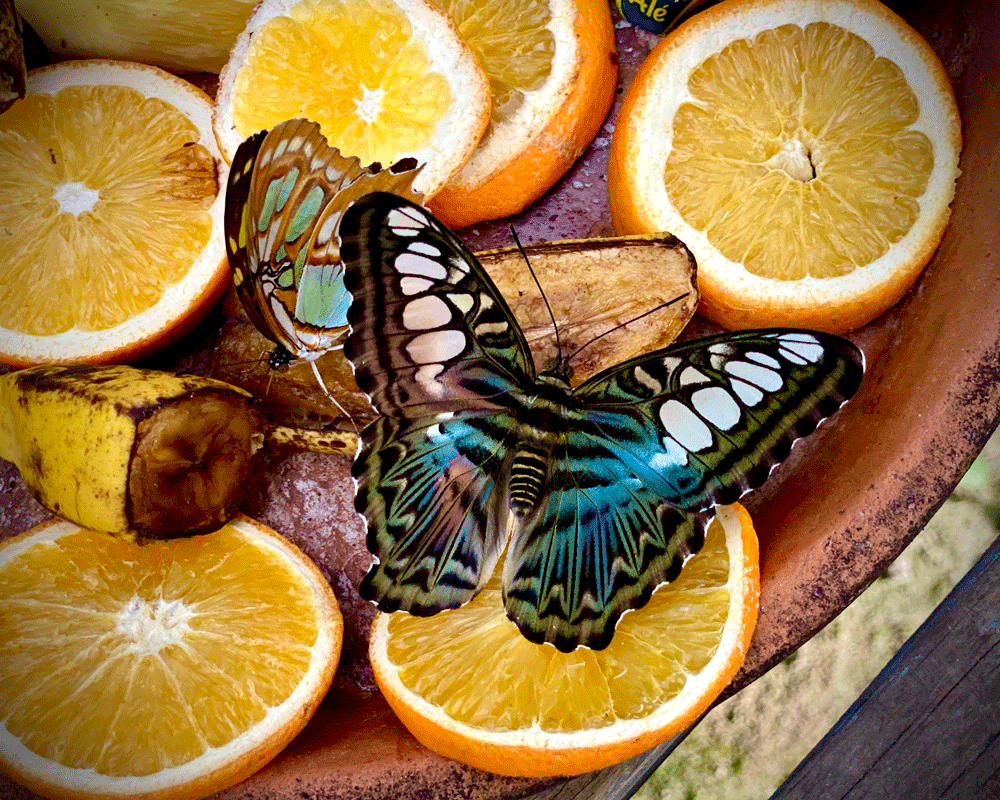 Blue clipper butterfly on orange slices