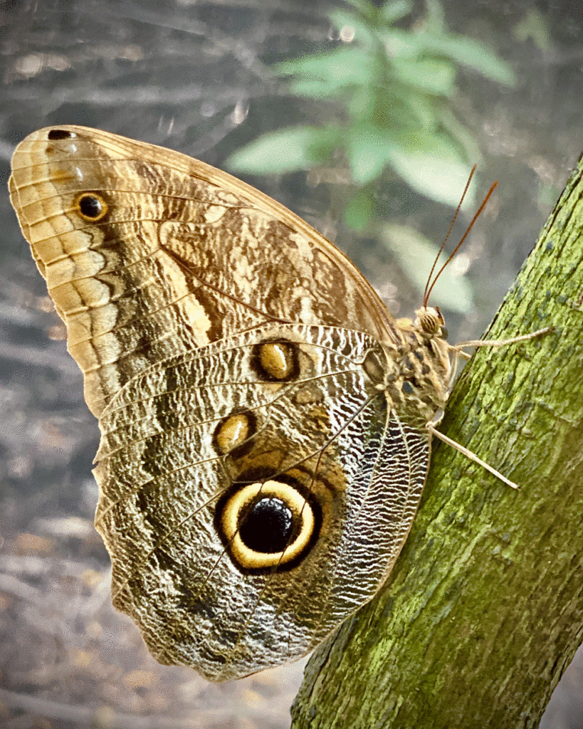 Owl butterfly on tree trunk