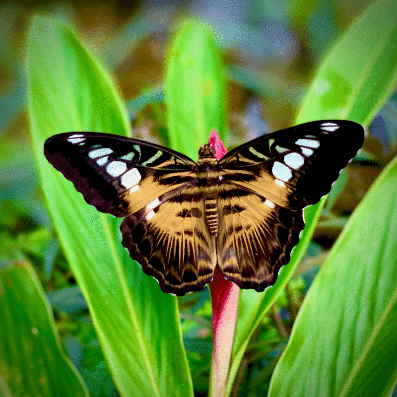 Orange clipper butterfly in a garden