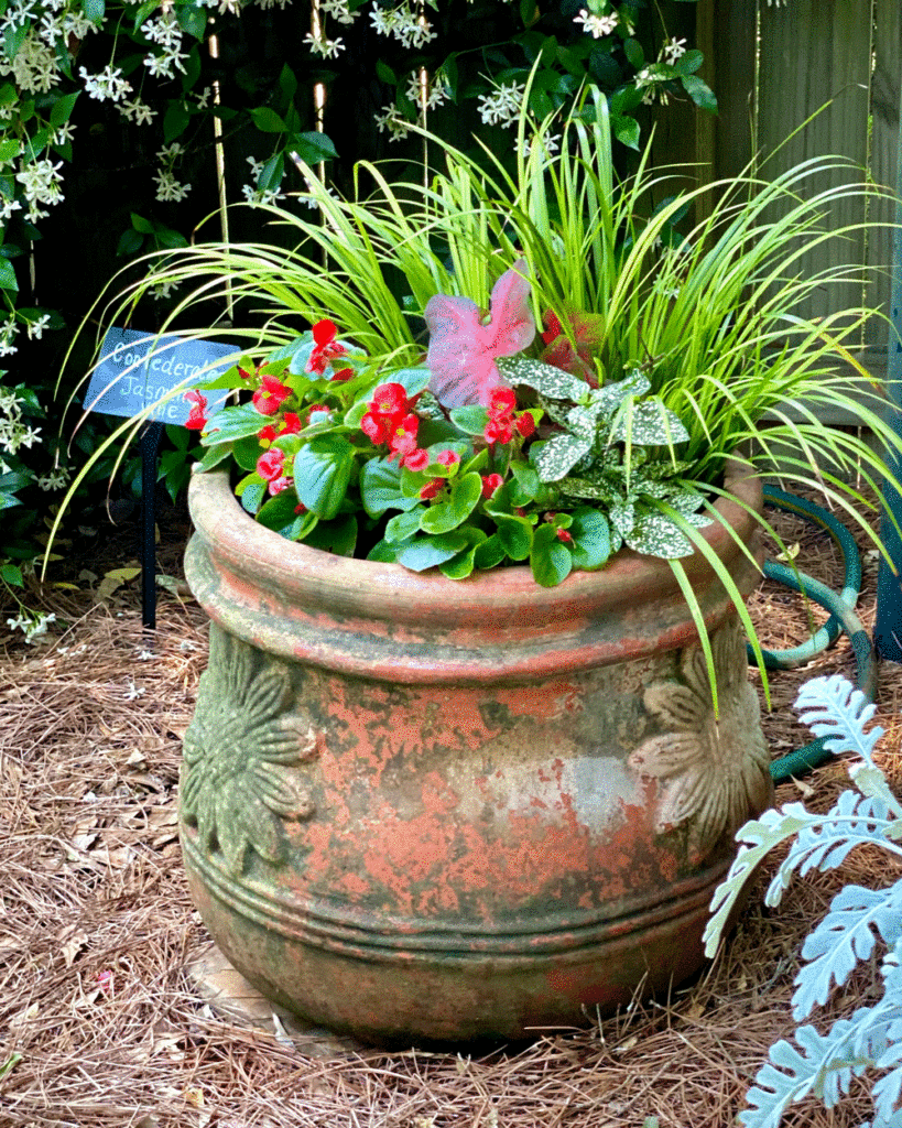 Summer ready container with begonias, caladiums and carex