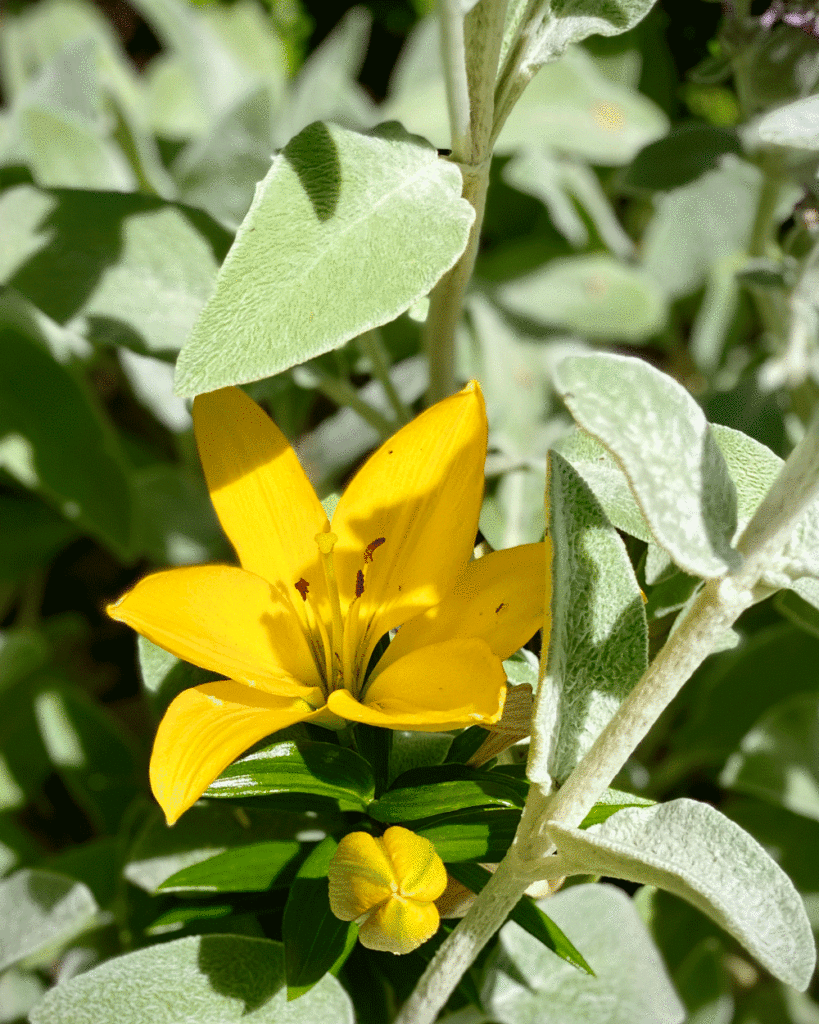 Yellow lily growing with lamb's ear (stachys)