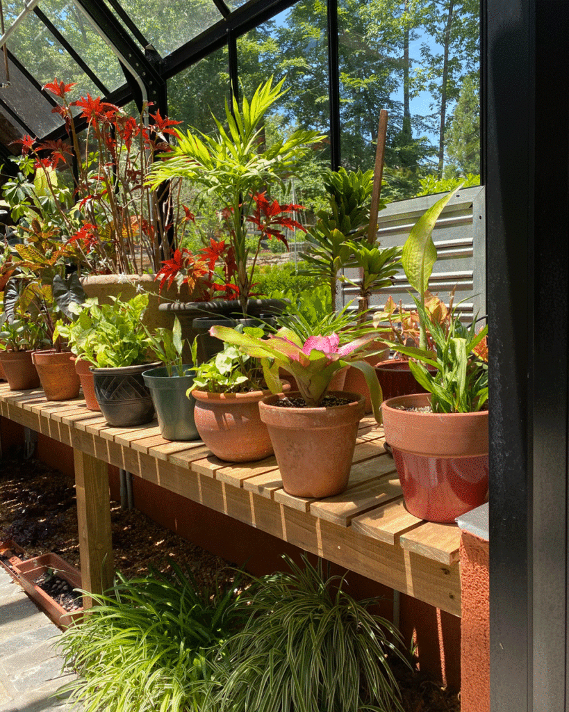 Plants in terra cotta containers on tables in greenhouse