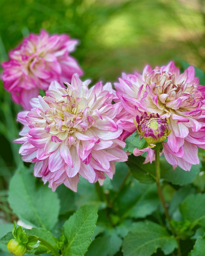 Pink dahlias in a garden