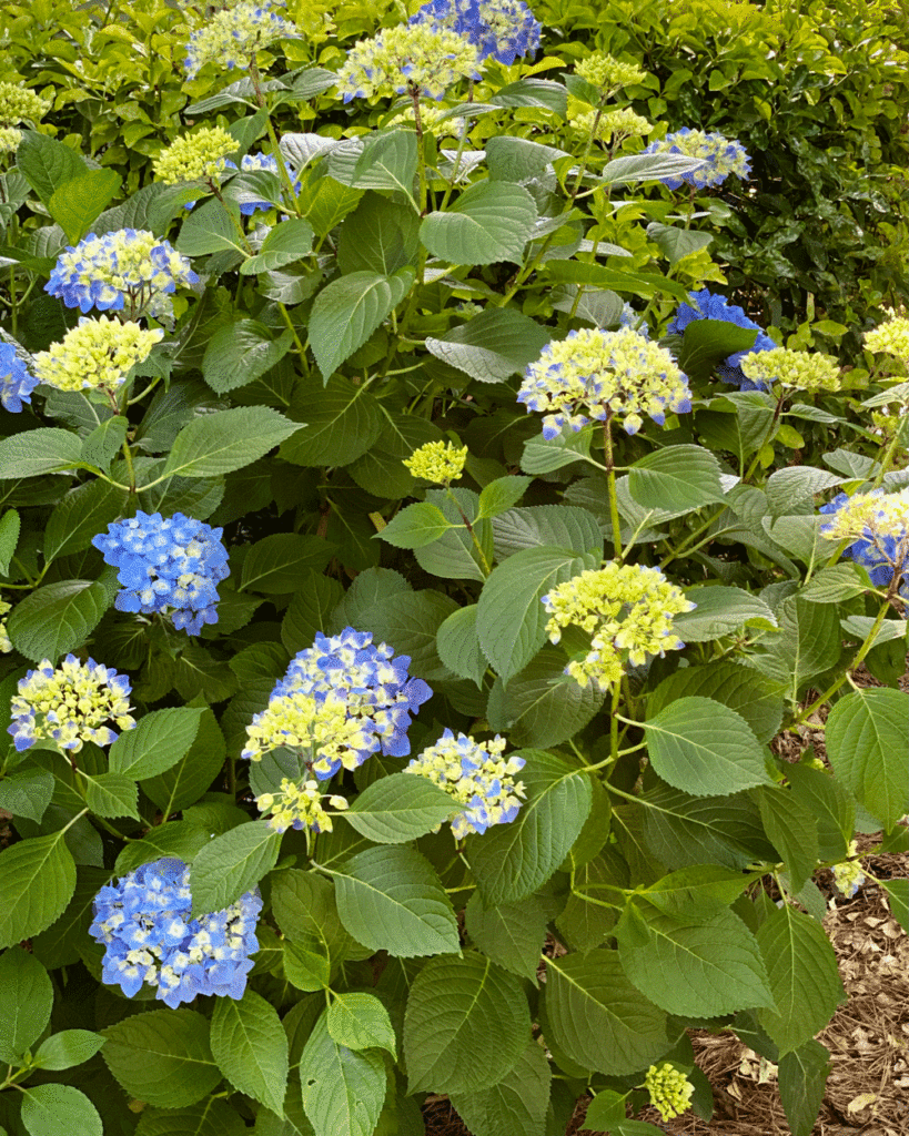 Blue hydrangeas in a garden