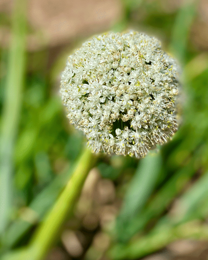 Allium seed head in a garden