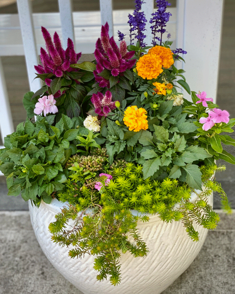 Planter with marigolds, celosia and more summer flowers