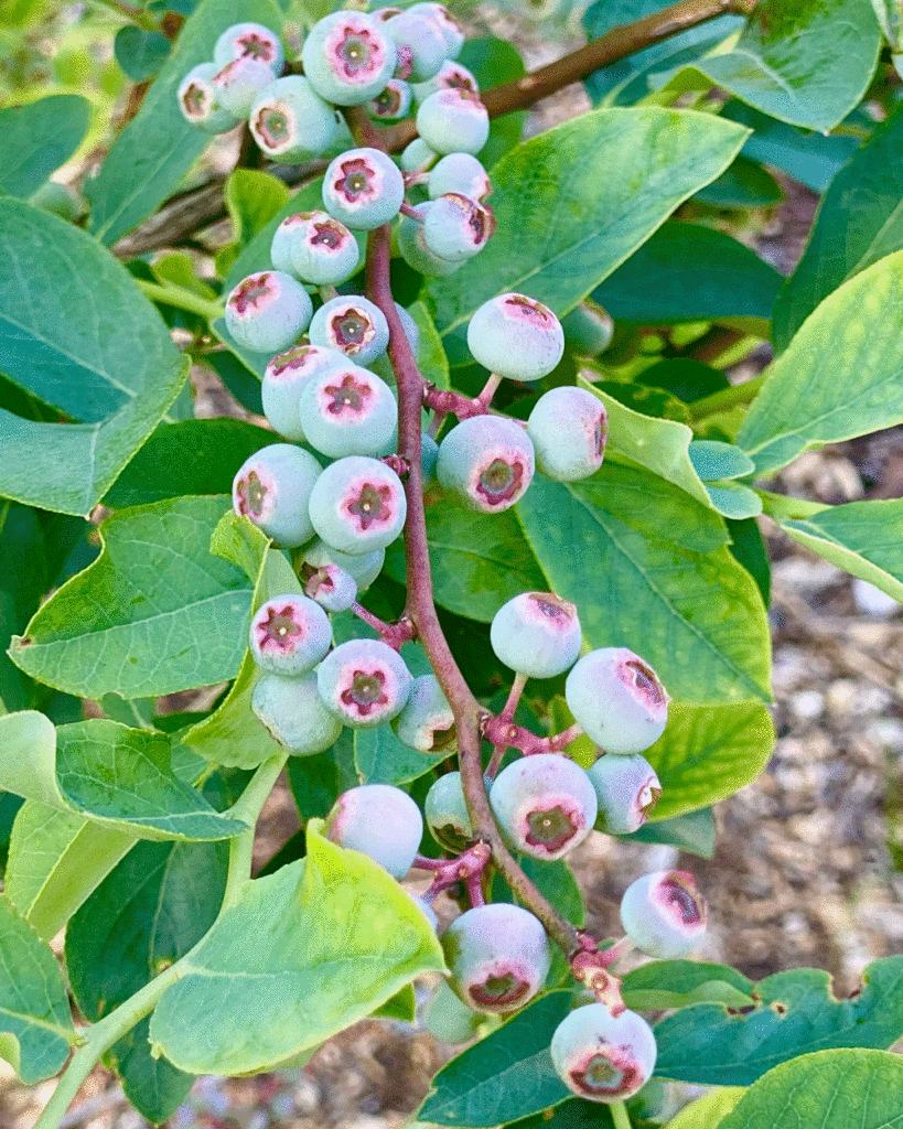 Blueberries forming on a shrub