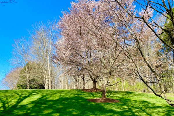 Cherry tree in bloom at Gibbs Gardens
