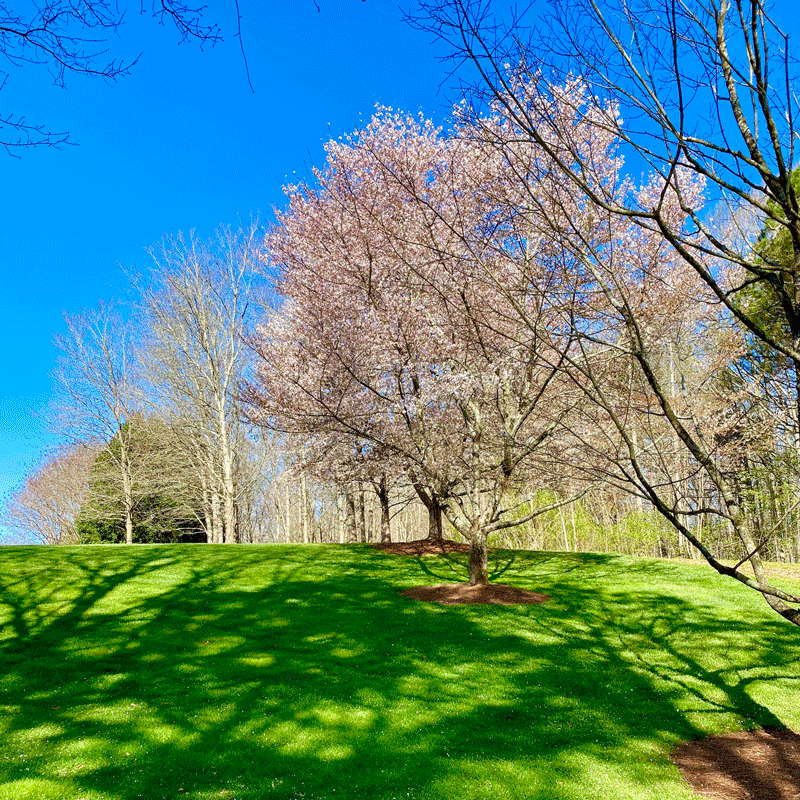 Cherry tree in bloom at Gibbs Gardens