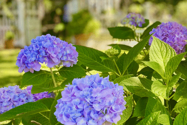 Soft blue hydrangea blooms in a garden