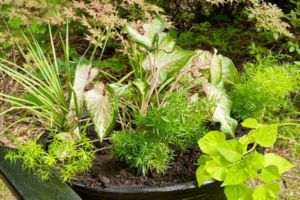 Summer annual flowers in a black pot