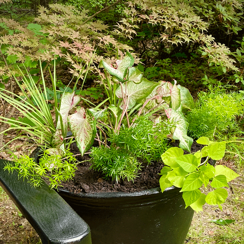 Summer annual flowers in a black pot