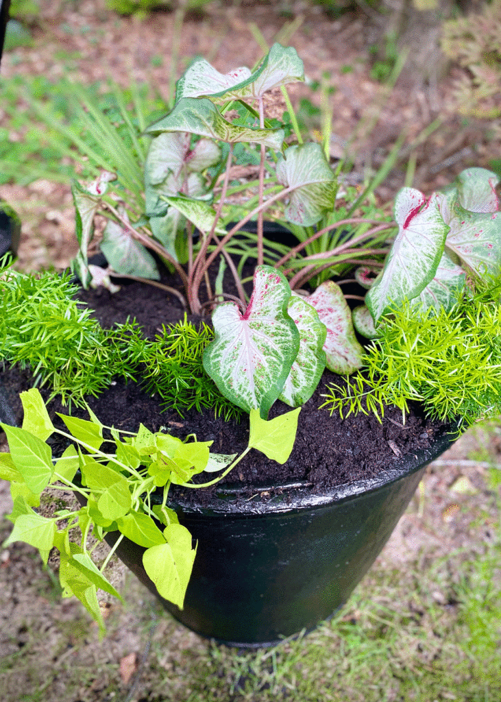 Planter filled with caladiums, sweet potato vine and asparagus fern