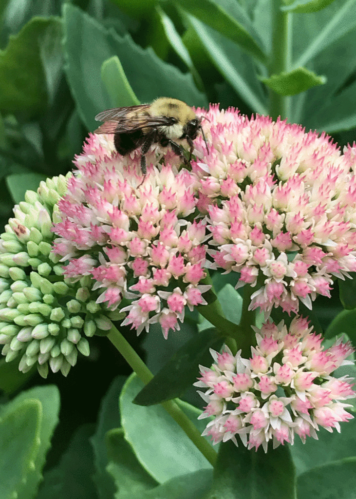 A bee on a pink Autumn Joy sedum bloom