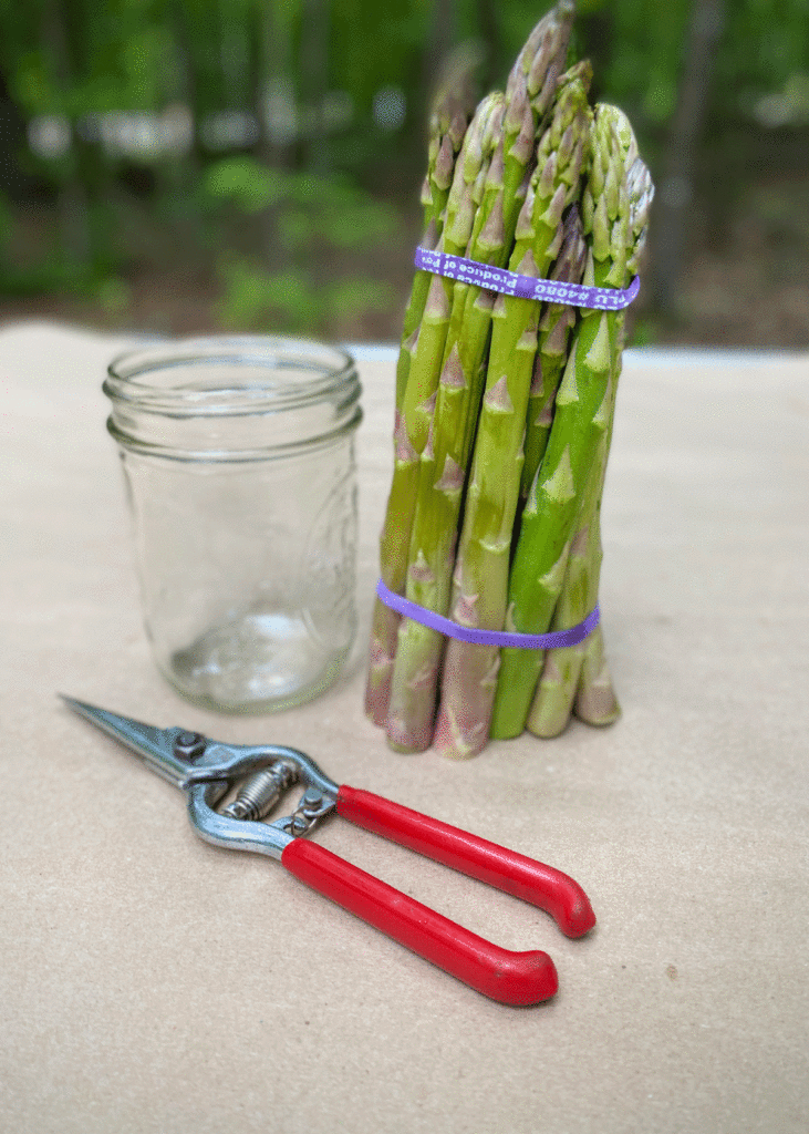 A glass jar, bundle of asparagus and pruning snips