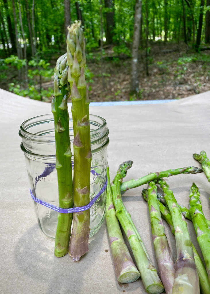 Asparagus stalks around a jar secured with a rubber band