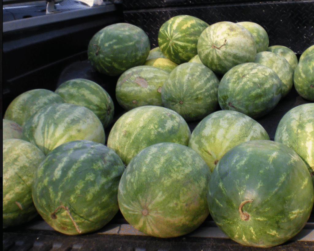 Watermelons on a truck bed