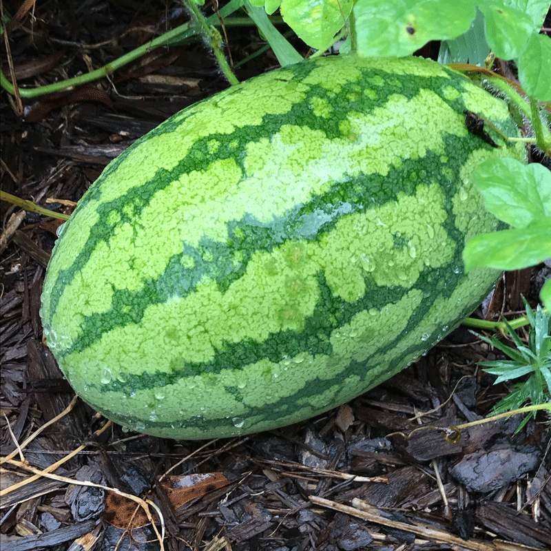 A watermelon on the vine in a garden