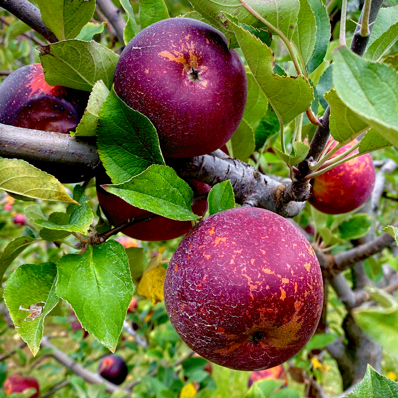 Red apples growing on a tree in an orchard