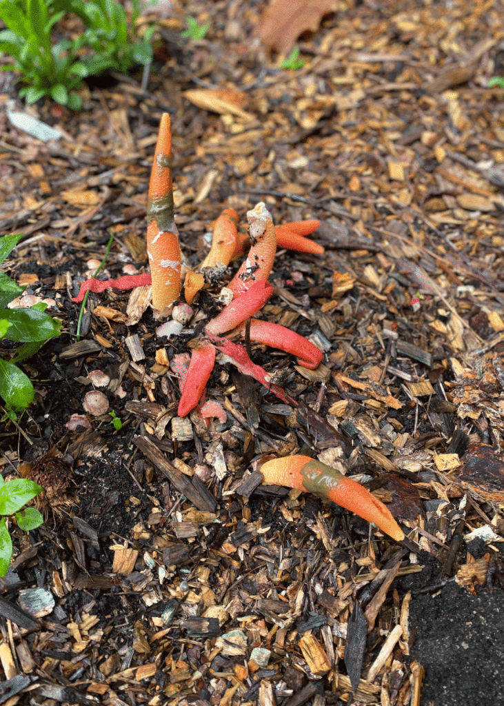 Red stinkhorn mushrooms in a compost bed