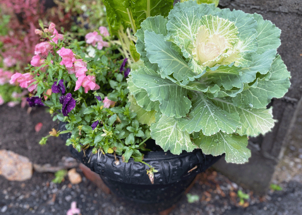 Plant container with flowering cabbage