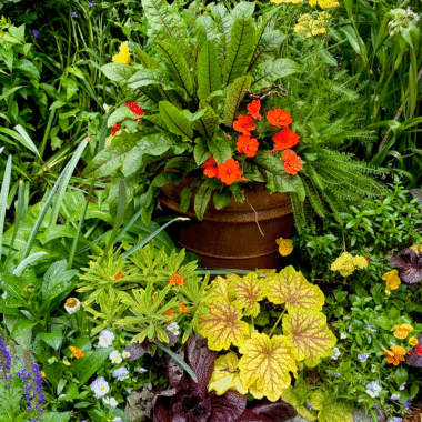 A planter with sorrel and impatiens with heuchera and perennials