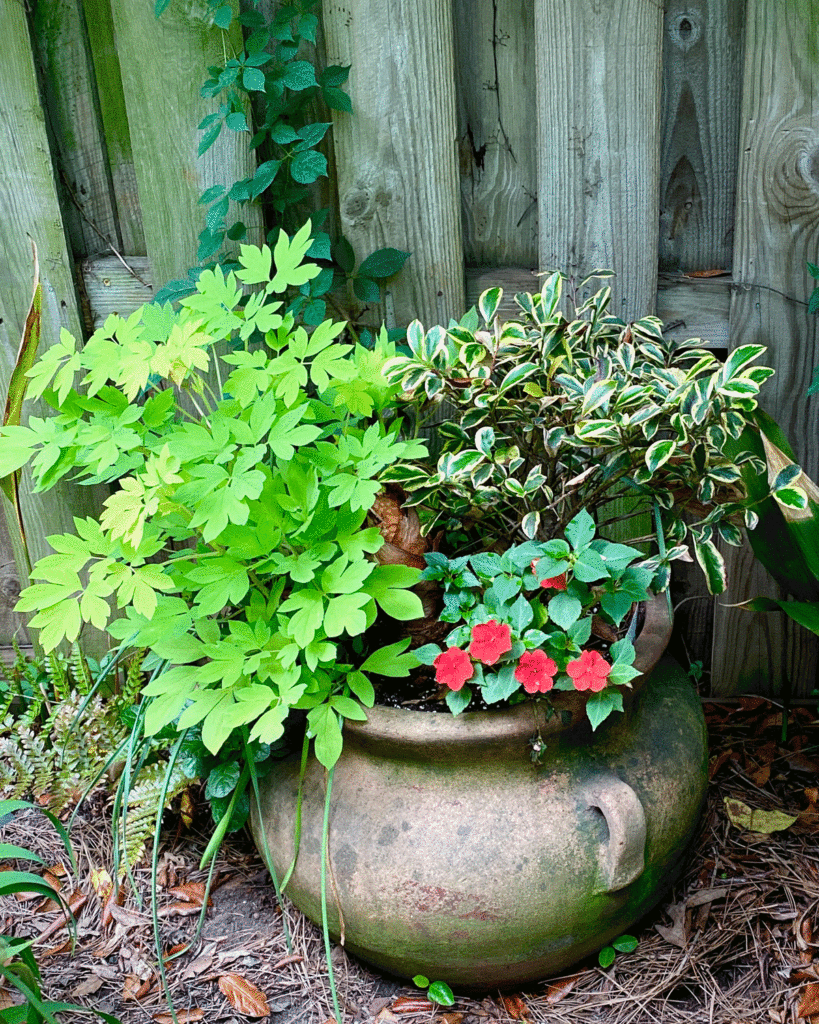 Containers with plants in a garden