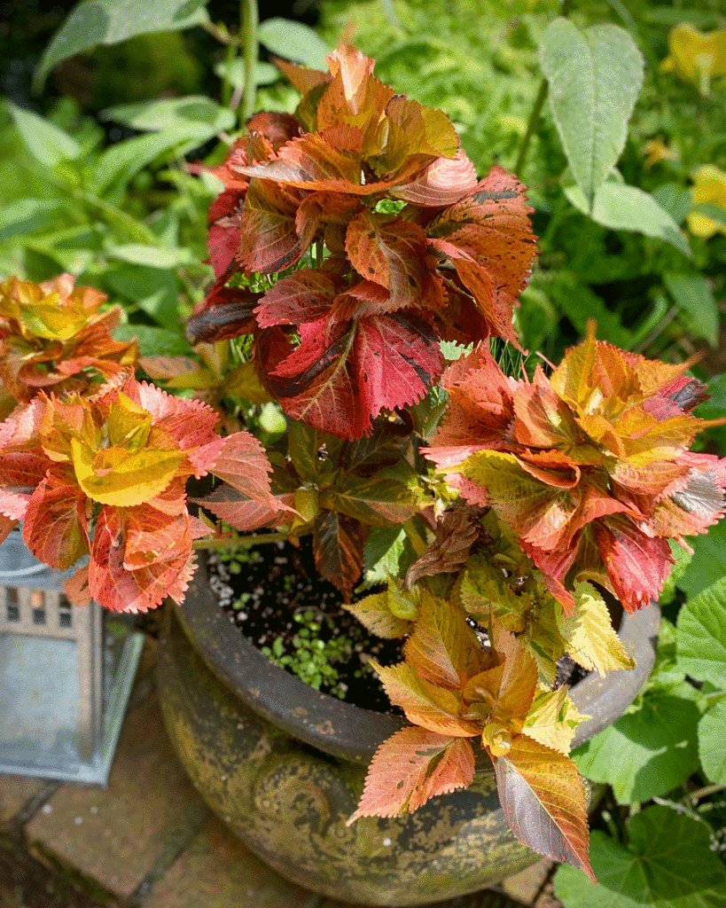Red and gold leafed plant in a container in a garden