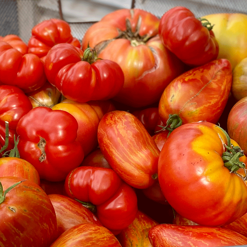 Red ripe tomatoes in a bowl