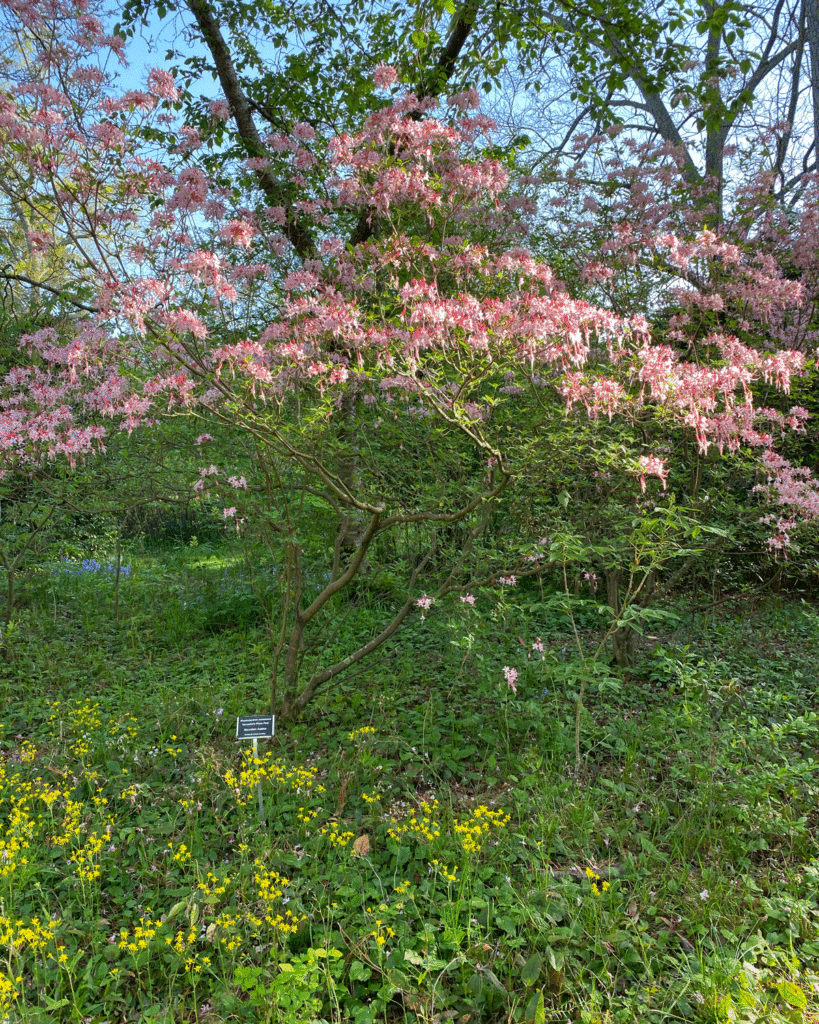 Pink native azalea blooming in a botanical garden