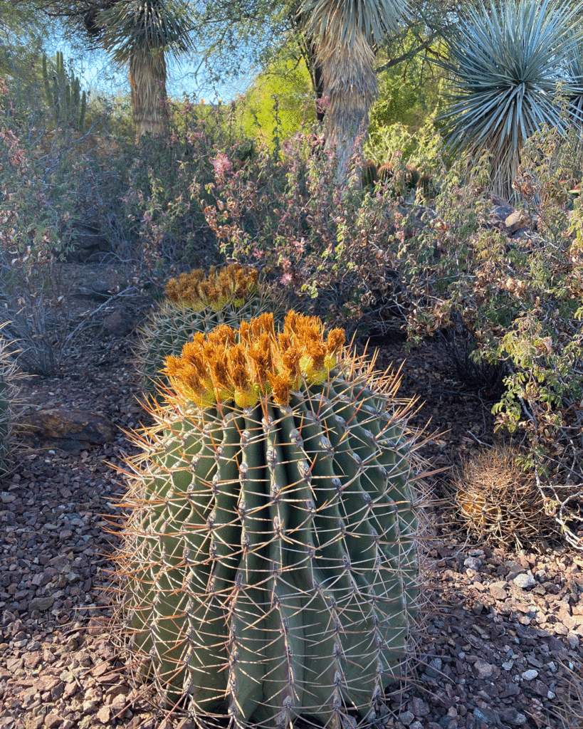 Barrel cactus in a garden at Desert Botanical Garden in Phoenix