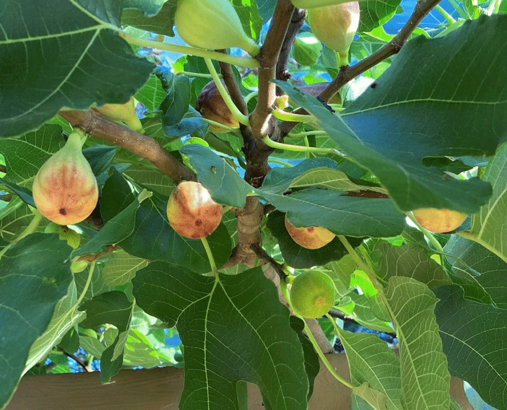 Ripe figs growing on a tree
