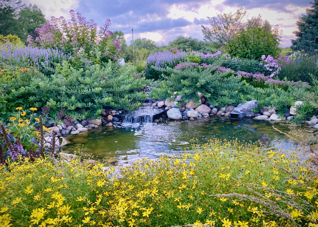 Shrubs and perennials by a water feature in a summer garden