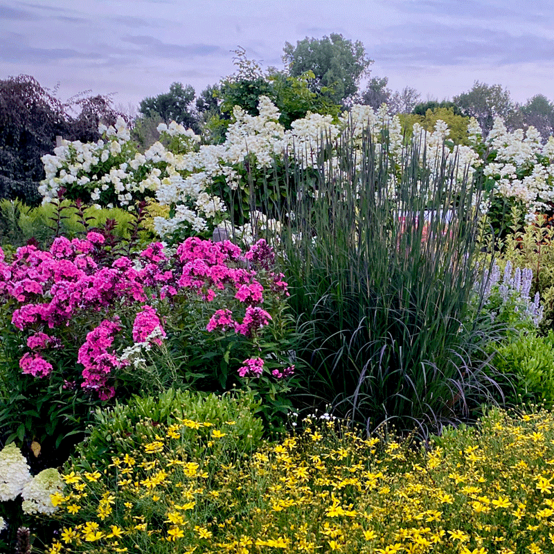 Shrubs and perennials in a late summer garden