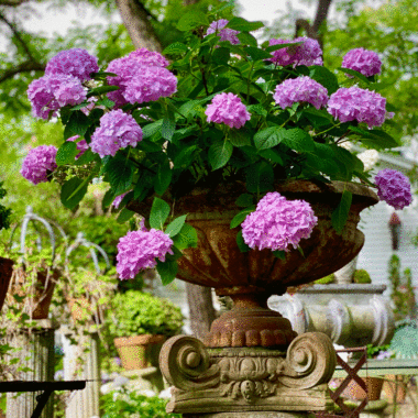Pink hydrangeas in an urn in a garden