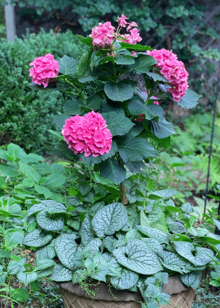 Pink hydrangeas in a garden planter