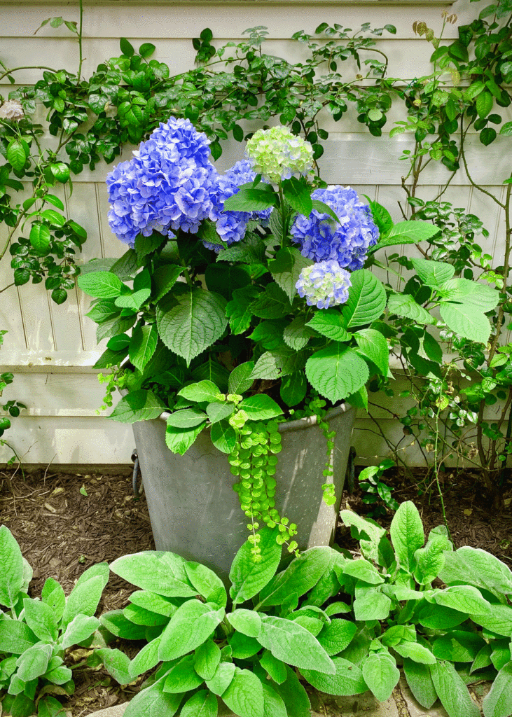Blue hydrangea in a planter in a garden