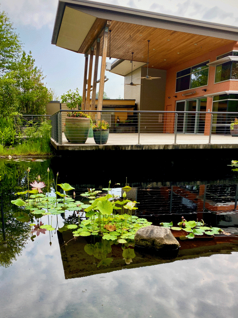 Lily pond and building at Atlanta Botanical Garden Gainesville campus
