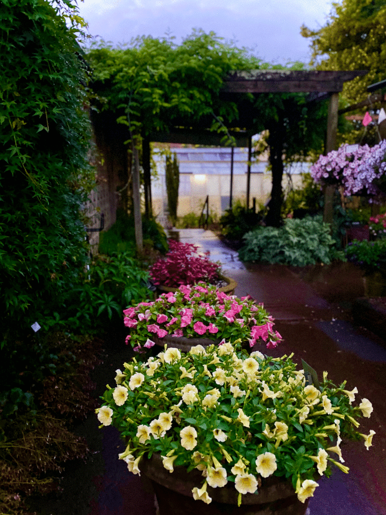 Yellow and pink flowers in containers in a garden at dawn