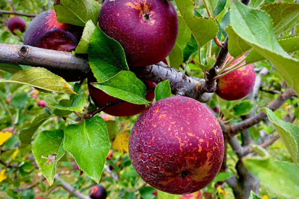 Red apples on a tree