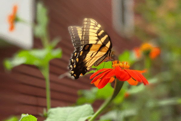 Eastern tiger swallowtail butterfly on orange tithonia bloom