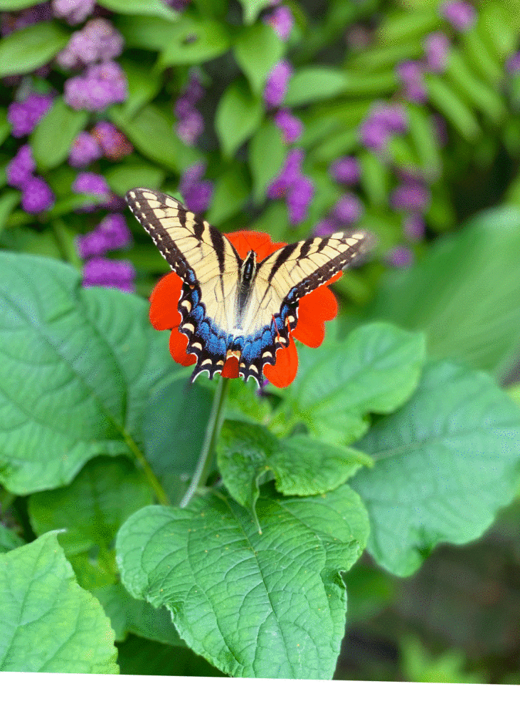 Eastern tiger swallowtail butterfly on tithonia
