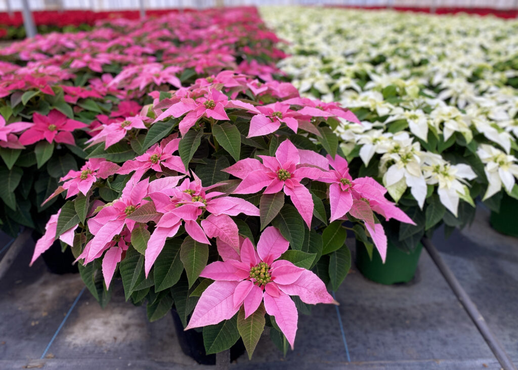 Pink and white poinsettias at a plant nursery