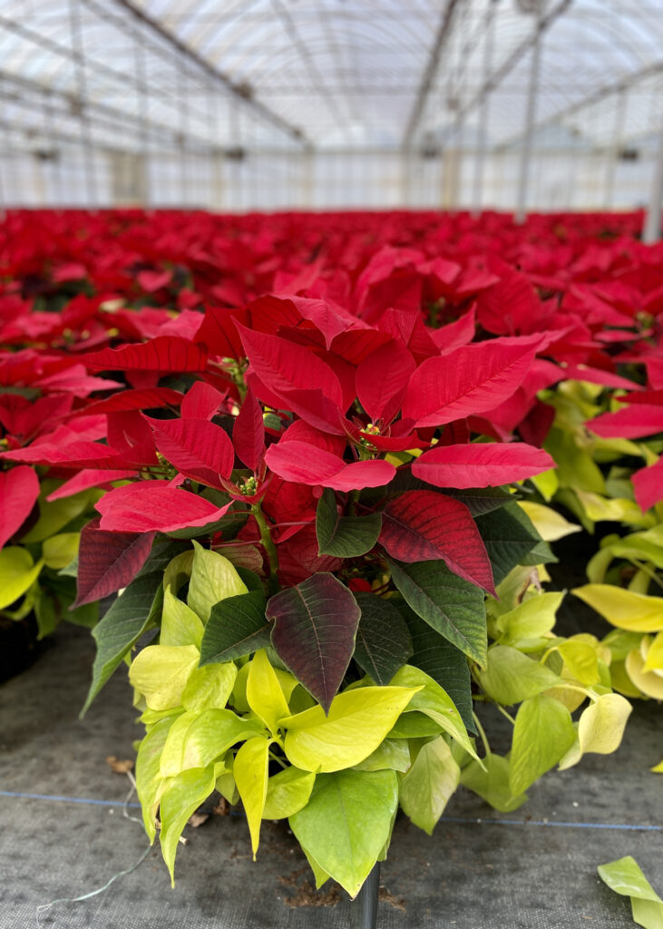 Red poinsettia with pothos in the pot at a plant nursery