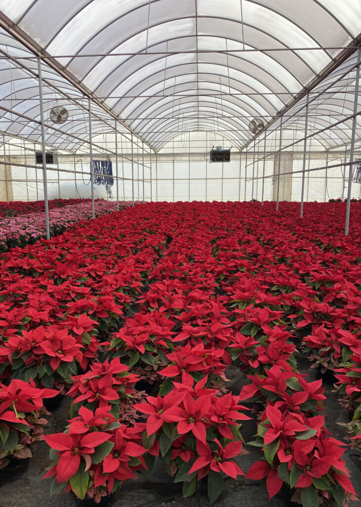 Red poinsettias in a plant nursery